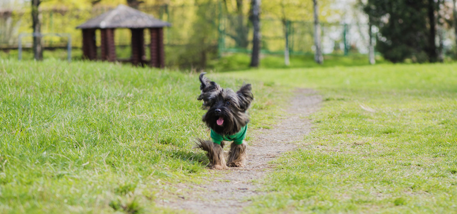 pension pour chien autour de moi.jpg